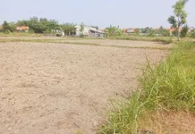 Bayang-bayang Fenomena El Nino, Kekeringan akan melanda Sampang