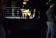 Polres Bangkalan Bekuk Dua Tersangka Pencurian Sapi