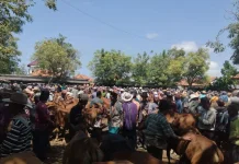 Menjelang Iduladha Pedagang Sapi Mulai Padati Pasar Keppo Pamekasan