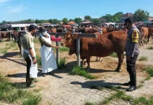 Pengawasan Pasar Hewan di Sampang Ditingkatkan jelang Idul Adha
