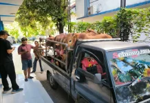 Lalu Lintas Hewan Ternak di Sampang Diawasi Ketat