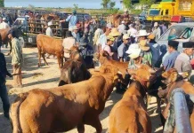 Permintaan Sapi Meningkat Menjelang Iduladha di Sampang