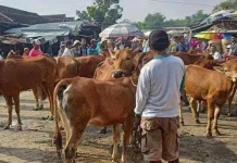 Menjelang Iduladha Harga Ternak di Sampang Naik