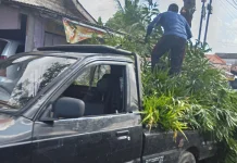 Minim K3, Pemangkasan Pohon di Sampang Dinilai Berbahaya