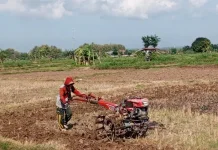 Petani Pamekasan Mulai Mengolah Lahan Tembakau