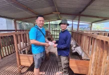 Irza: Dari Kampus ke Kandang, Merintis Ternak Kambing dengan KUR BRI
