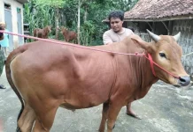 Menjelang Idul Adha Disnak Bangkalan Perketat Pengawasan Hewan Kurban