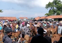 Lalu Lintas Hewan Antar Kabupaten di Jatim tanpa Uji Lab