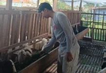 Dari Meja Kuliah ke Kandang, Pemuda Bangkalan Bangun Peternakan Kambing