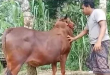 Lalu Lintas Hewan Kurban di Suramadu tanpa Checkpoint
