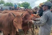 Begini Ciri Hewan Kurban Sehat Menurut Disperta KP