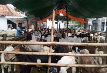Menjelang Idul adha, Lapak Hewan Kurban Mulai Bermunculan di Pamekasan