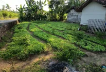 Petani Tembakau di Sumenep Mulai Siapkan Bibit Tanam