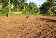Modal Tanam Tembakau di Sumenep Tembus Rp15 Juta