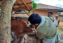 Disperta KP Sampang Ungkap Syarat Pengiriman Ternak