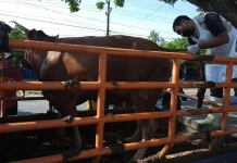 Puskeswan Jadi Garda Depan Pemeriksaan Hewan Kurban di Sampang