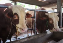 Berikut Syarat Kurban Sapi yang Wajib Dipahami agar Ibadah Sah Sesuai Syariat