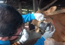 Cara Membungkus dan Mendistribusikan Daging Kurban dengan Aman