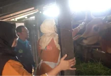 Pemeriksaan Kesehatan Hewan Kurban Jadi Prioritas Dinas Peternakan Bangkalan