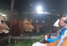 Disnak Bangkalan Pantau Kesehatan Hewan Kurban hingga Pendistribusian Daging