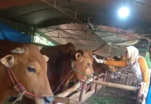 Distribusi Daging Kurban Harus Utamakan Fakir dan Tetangga