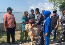 Lanal Batuporon Serahkan Qurban dan Sembako ke Warga Kesek