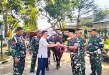 Makodim Bangkalan Menerima Sapi Kurban Kades Sendang Dajah
