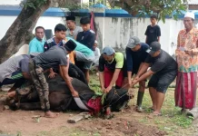 Sapi Limosin 800 Kilogram Disiapkan di Pendopo Sampang saat Idul Adha