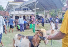 Masjid Muhammadiyah Sampang Salurkan 630 Paket Daging Kurban