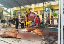 Masjid Agung Asy-Syahied Sampang Salurkan Daging Kurban ke Empat Kelurahan