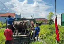 Legislator PDI Perjuangan Salurkan 25 Sapi Kurban ke Kabupaten Pamekasan