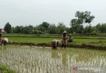 Pemkab Sampang Perketat Penyaluran Pupuk Subsidi