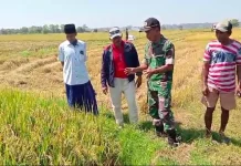 Dukung Ketahanan Pangan, Koramil Arosbaya Dampingi Panen Padi Poktan Mustika Jaya