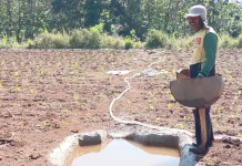 Tembakau Jadi Tumpuan Harapan Petani di Lahan Kering Madura