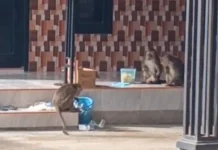 Gerombolan Kera Liar Meresahkan Warga Tanamerah Sumenep