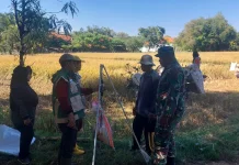 Babinsa Koramil Dampingi Pengubinan Padi di Bangkalan