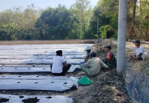 Babinsa Kamal Dampingi Warga Siapkan Lahan Cabai