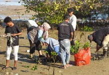 KPMM Lakukan Penyulaman Mangrove di Pamekasan