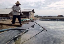 Anomali Cuaca, Produksi Garam di Pamekasan Menurun