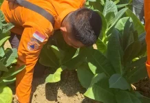 BPBD Sampang Telusuri Penyebab Gemuruh dari Sawah di Kedungdung