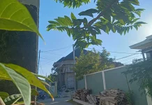 Prakiraan Cuaca di Sampang, 6 Agustus