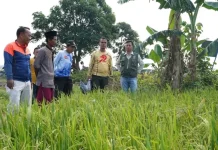 Atasi Hama Musim Kemarau DP2KP Bangkalan Gencarkan Pendampingan dan Rubuha