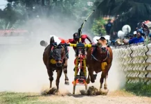Sampang Tetapkan Lapangan Prio Jadi Arena Karapan Sapi 2026