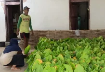 Petani Tembakau Sumenep Mulai Panen