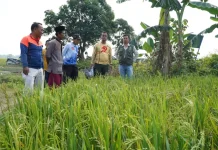 Hadapi Kemarau Dinas Pertanian Bangkalan Siapkan Benih Tahan Kering