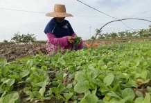 Pemkab Pamekasan Tetapkan Biaya Pokok Produksi Tembakau 2026