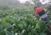 Harga Tembakau di Sampang Tembus Rp70 Ribu per Kilogram