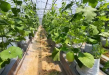 Agrowisata Kampung Melon di Sampang Berdayakan Warga Lokal