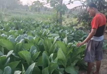 Harga Tembakau di Sampang di Atas Titik Impas