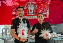 Hobi Beternak Ayam Chabo, ASN Sampang Raup Cuan Jutaan